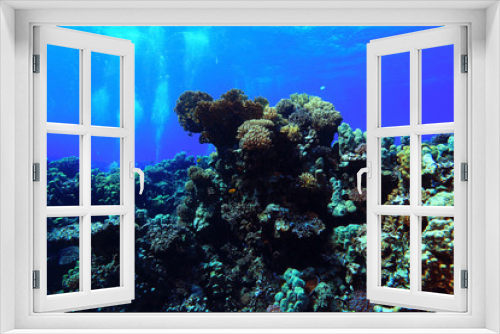 Fototapeta Naklejka Na Ścianę Okno 3D - Underwater tropical sea view