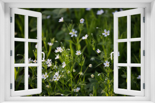 Fototapeta Naklejka Na Ścianę Okno 3D - White flowers, green grass