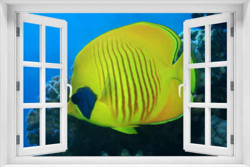 Fototapeta Naklejka Na Ścianę Okno 3D - Masked butterflyfish 