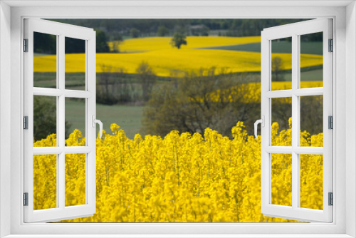 Fototapeta Naklejka Na Ścianę Okno 3D - Yellow rapeseed field in the spring