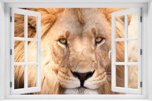 Fototapeta Naklejka Na Ścianę Okno 3D - Portrait of African lion in dry savannah in Zambia close up