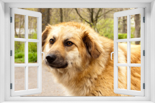 Fototapeta Naklejka Na Ścianę Okno 3D - Profile big beautiful golden dog