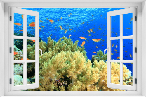 Fototapeta Naklejka Na Ścianę Okno 3D - Coral Garden