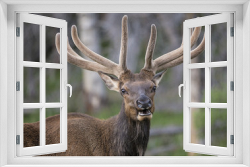 Fototapeta Naklejka Na Ścianę Okno 3D - Elk in Rocky Mountains National Park, Colorado