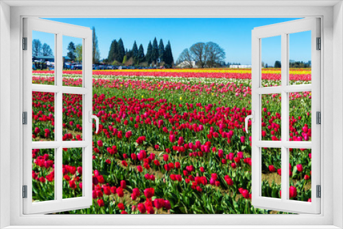 Fototapeta Naklejka Na Ścianę Okno 3D - Vibrant colorful tulip field in Woodburn, Oregon