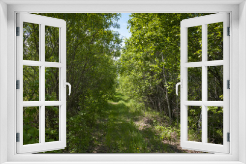 Fototapeta Naklejka Na Ścianę Okno 3D - The path in the woods