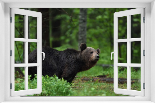 Fototapeta Naklejka Na Ścianę Okno 3D - brown bear (ursus arctos) in forest