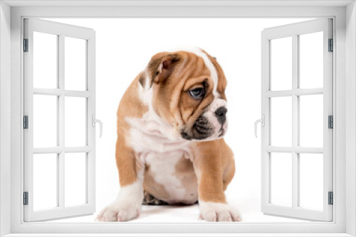 Fototapeta Naklejka Na Ścianę Okno 3D - Sad bulldong puppy