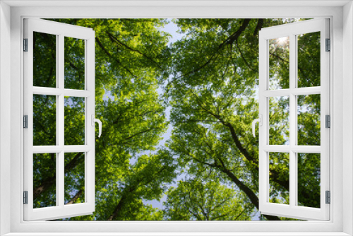 Fototapeta Naklejka Na Ścianę Okno 3D - Under the linden trees