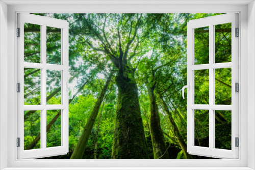 Fototapeta Naklejka Na Ścianę Okno 3D - 緑の森