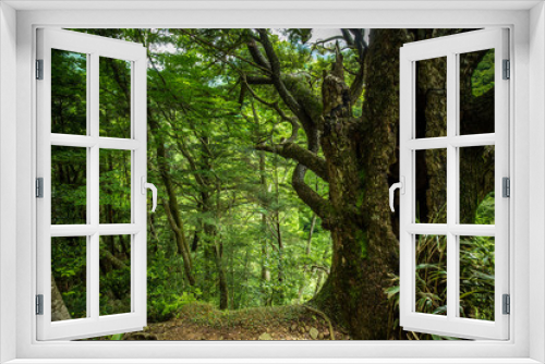 Fototapeta Naklejka Na Ścianę Okno 3D - 新緑と大木