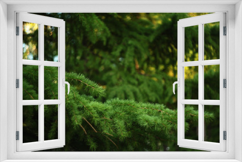Fototapeta Naklejka Na Ścianę Okno 3D - conifer branches