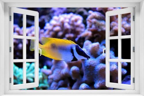 Fototapeta Naklejka Na Ścianę Okno 3D - Foxface rabbitfish in Tropical aquarium