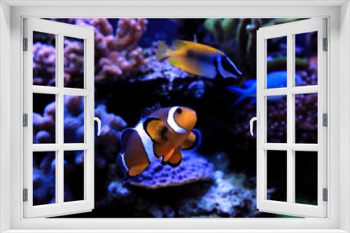 Fototapeta Naklejka Na Ścianę Okno 3D - Clownfish, the real nemo