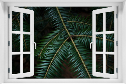Fototapeta Naklejka Na Ścianę Okno 3D - fir tree branches