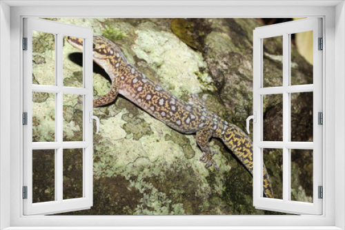 Fototapeta Naklejka Na Ścianę Okno 3D - Oedura monilis est une espèce de gecko de la famille des Diplodactylidae.