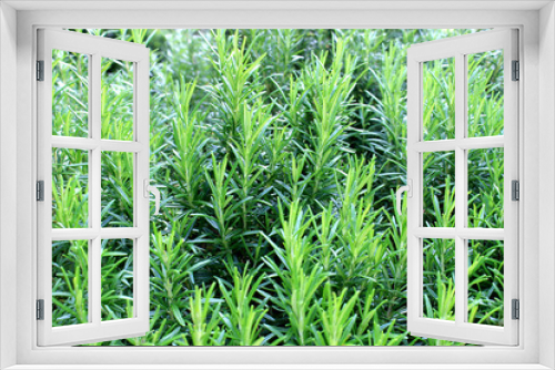 Fototapeta Naklejka Na Ścianę Okno 3D - Rosemary herb garden