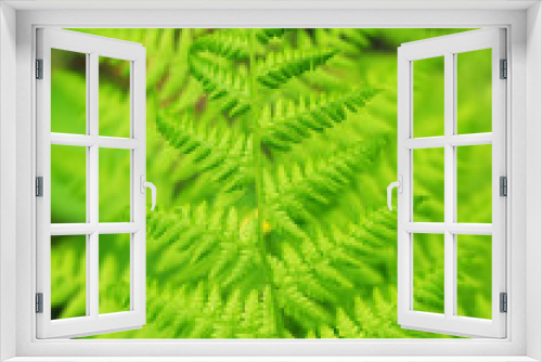 Fototapeta Naklejka Na Ścianę Okno 3D - fern leaves in the forest