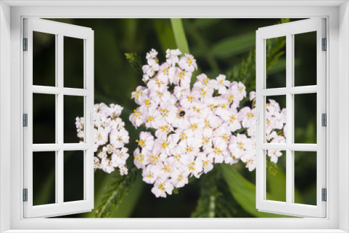 Fototapeta Naklejka Na Ścianę Okno 3D - Blooming Common Yarrow, Achillea millefolium, flower cluster with dark bokeh background macro, selective focus, shallow DOF