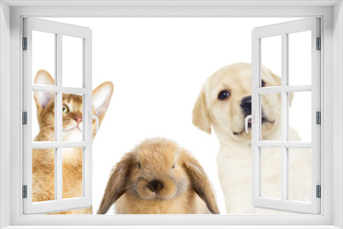 Fototapeta Naklejka Na Ścianę Okno 3D - selection of pets