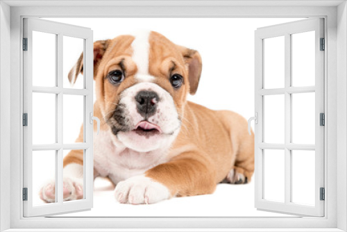 Fototapeta Naklejka Na Ścianę Okno 3D - Cute puppy of English Bulldog