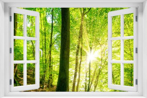Fototapeta Naklejka Na Ścianę Okno 3D - Wald Panorama mit Sonnenstrahlen