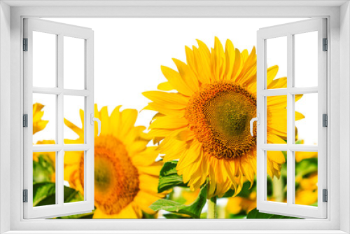 Fototapeta Naklejka Na Ścianę Okno 3D - lush sunflowers on white