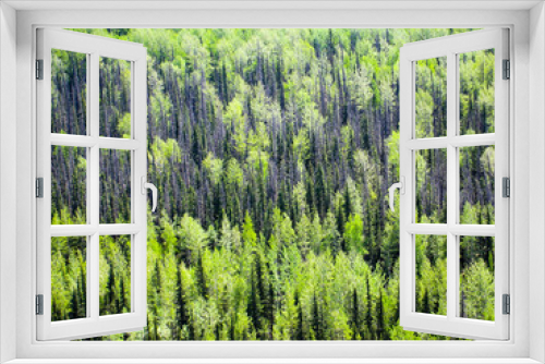 Fototapeta Naklejka Na Ścianę Okno 3D - Boreal forest in Alaska