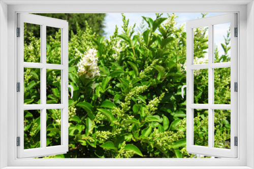 Fototapeta Naklejka Na Ścianę Okno 3D - Arbustos