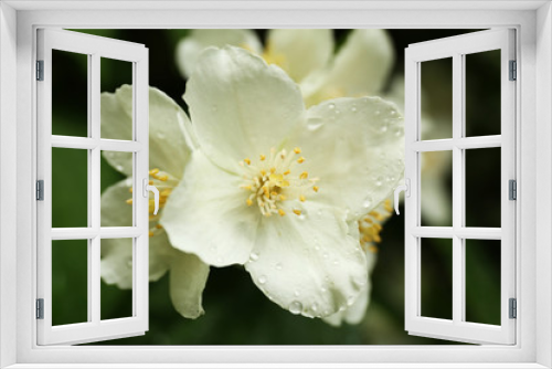 Fototapeta Naklejka Na Ścianę Okno 3D - Beautiful white flower on green  nature background