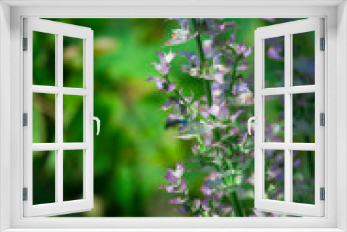 Fototapeta Naklejka Na Ścianę Okno 3D - medicinal plants salvia on the green background