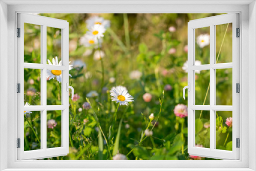 Fototapeta Naklejka Na Ścianę Okno 3D - meadow flowers on a Sunny day