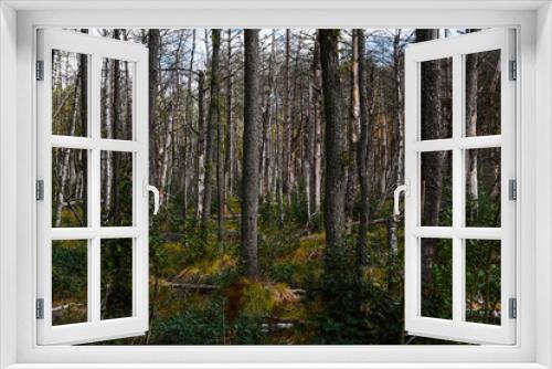 Fototapeta Naklejka Na Ścianę Okno 3D - Dead forest in Europe.