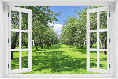 Fototapeta Naklejka Na Ścianę Okno 3D - Apple orchard. The summer mood. Camping. The picturesque garden. Beautiful Park. A bright Sunny day. The trees in the forest. A place of rest. Apple gardens in Kolomenskoye,Moscow,Russia.