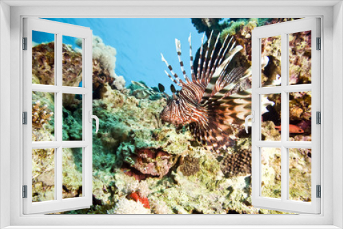 Fototapeta Naklejka Na Ścianę Okno 3D - lionfish