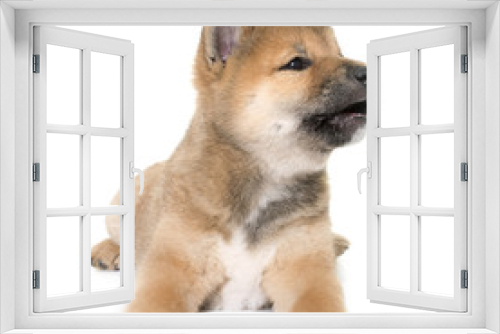 Fototapeta Naklejka Na Ścianę Okno 3D - puppy shiba inu