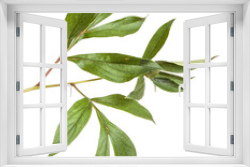 Fototapeta Naklejka Na Ścianę Okno 3D - green leaves peony bush. isolated on white background