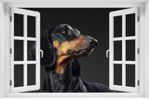 Fototapeta Naklejka Na Ścianę Okno 3D - Studio shot of dachshund over dark gray background