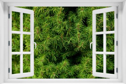 Fototapeta Naklejka Na Ścianę Okno 3D - Green branches of a fur-tree or pine