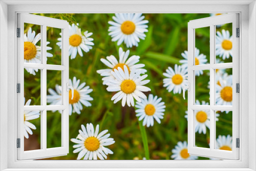 Fototapeta Naklejka Na Ścianę Okno 3D - Daisy flowers