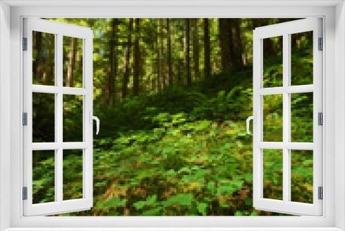 Fototapeta Naklejka Na Ścianę Okno 3D - verdant pacific northwest forest