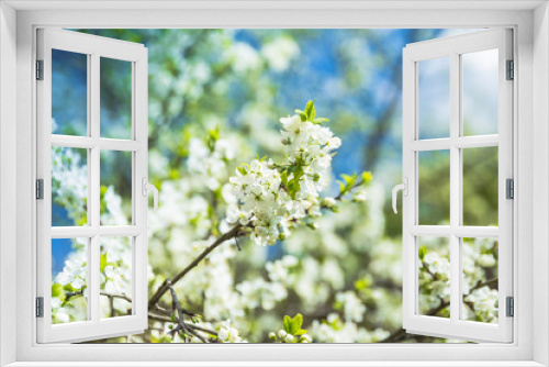 Fototapeta Naklejka Na Ścianę Okno 3D - Flowering Plum Tree against blue sky