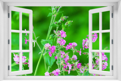 Fototapeta Naklejka Na Ścianę Okno 3D - Red campion wildflowers