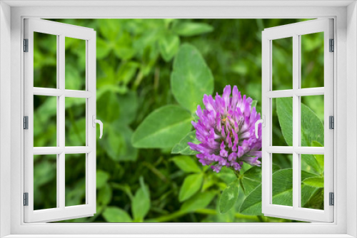 Fototapeta Naklejka Na Ścianę Okno 3D - цветок