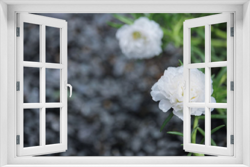 Fototapeta Naklejka Na Ścianę Okno 3D - Common Purslane flower