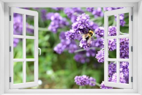 Fototapeta Naklejka Na Ścianę Okno 3D - lavender in the garden, bumblebee pollinates flowers