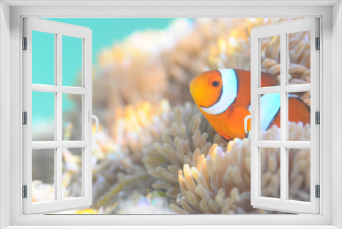 Fototapeta Naklejka Na Ścianę Okno 3D - Common Clownfish