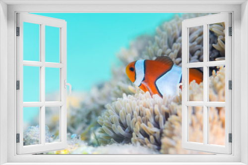 Fototapeta Naklejka Na Ścianę Okno 3D - Common Clownfish