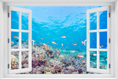 Fototapeta Naklejka Na Ścianę Okno 3D - Coral Reef and Colorful Fishes