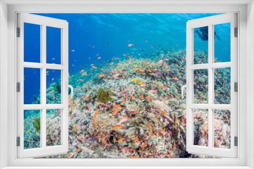 Fototapeta Naklejka Na Ścianę Okno 3D - Coral Reef with Colorful Fishes